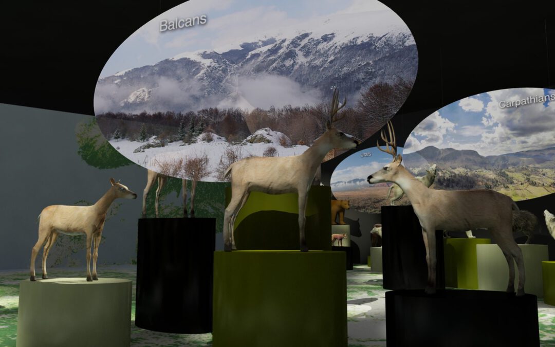 EulenArt Wildlife Museum interiorismo Sala Europa
